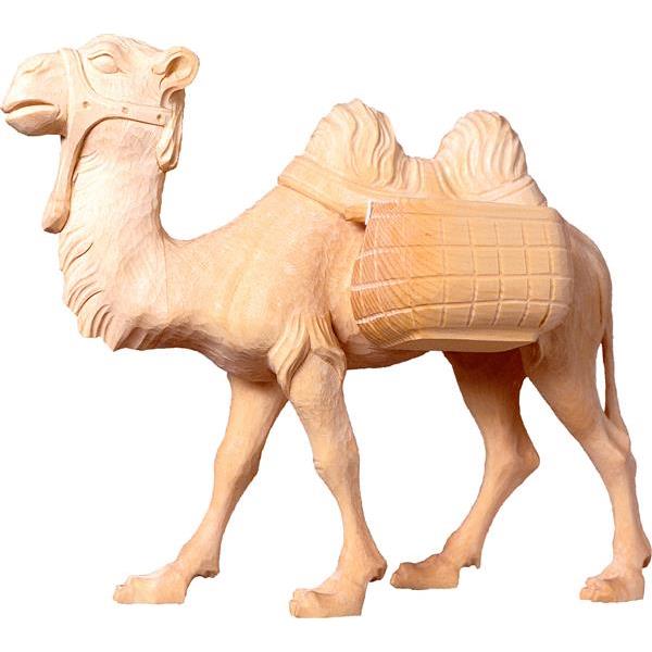 Camello T.K.